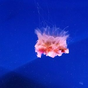 Meet your Posher, Bethh